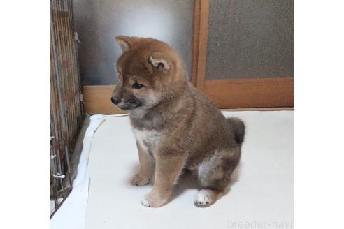 成約済の秋田県の柴犬-355719の5枚目